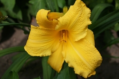 Hemerocallis-4