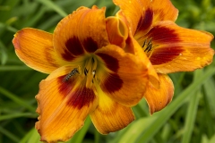 Hemerocallis-6