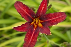 Hemerocallis-7