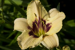 Hemerocallis-8