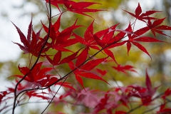 Blodlönn_Acer-atropurpureum