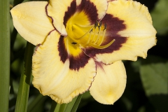 Hemerocallis-1