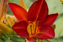 Hemerocallis-3