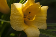 Hemerocallis-småblommig