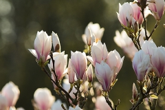 Magnolia