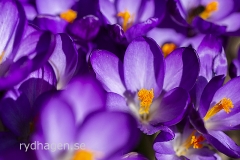 Krokus_180408_1436