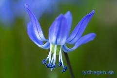 Scilla_2897_macro