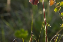 Humleblomster