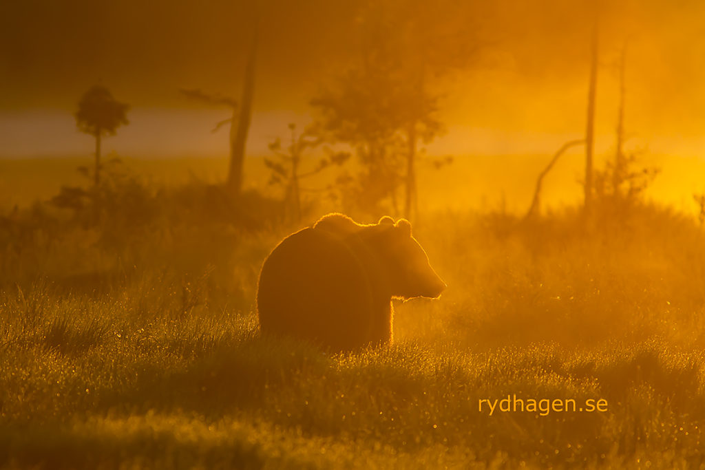 Björn i soluppgång